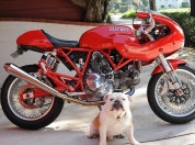 Ducati sport 1000s 64